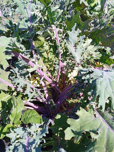 Kale rojo de Rusia