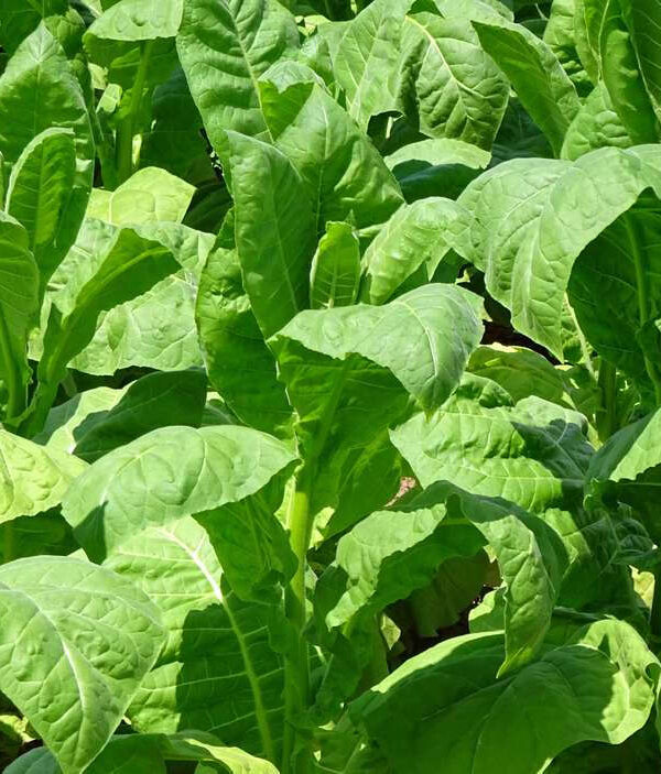 Tabaco de Cuba