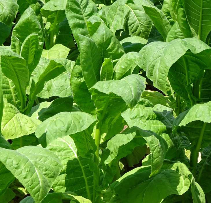 Tabaco de Cuba