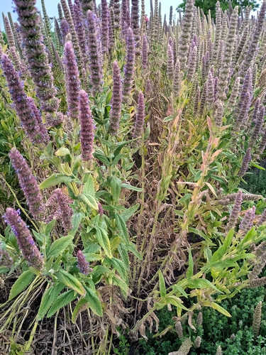 Nepeta caterina tuberosa