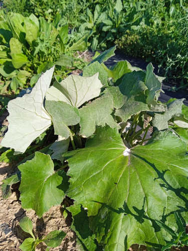 Tusilago