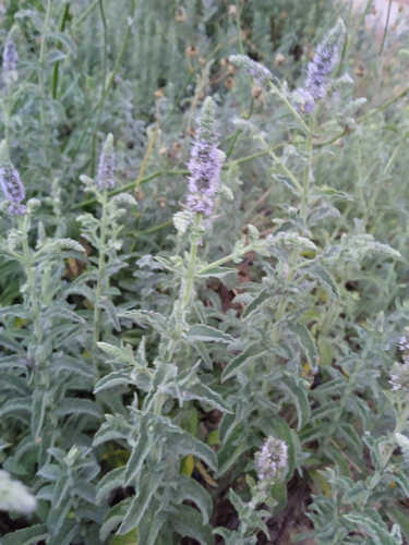 Menta blanca