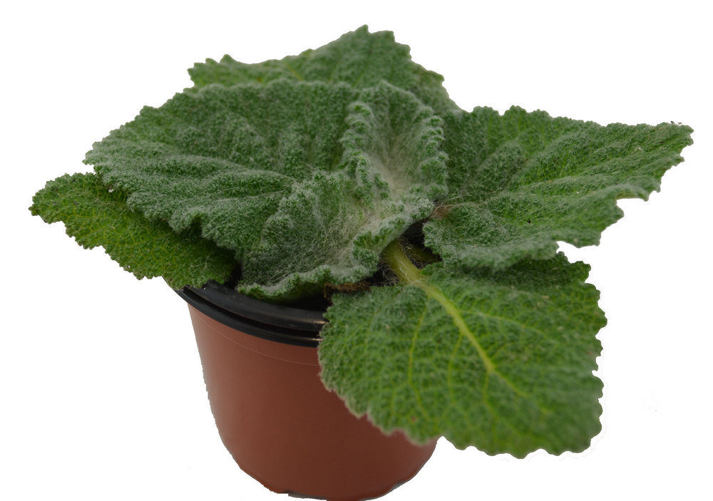 Salvia blanca argéntea