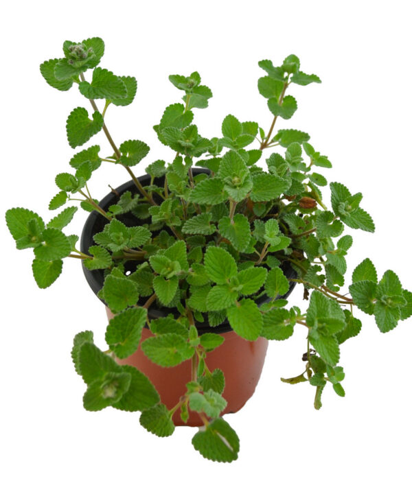 Hierba gatera hoja pequeña