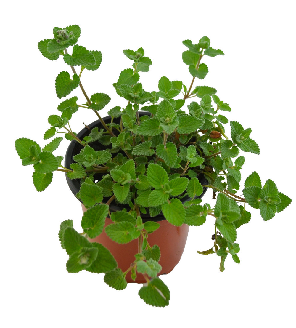 Hierba gatera hoja pequeña
