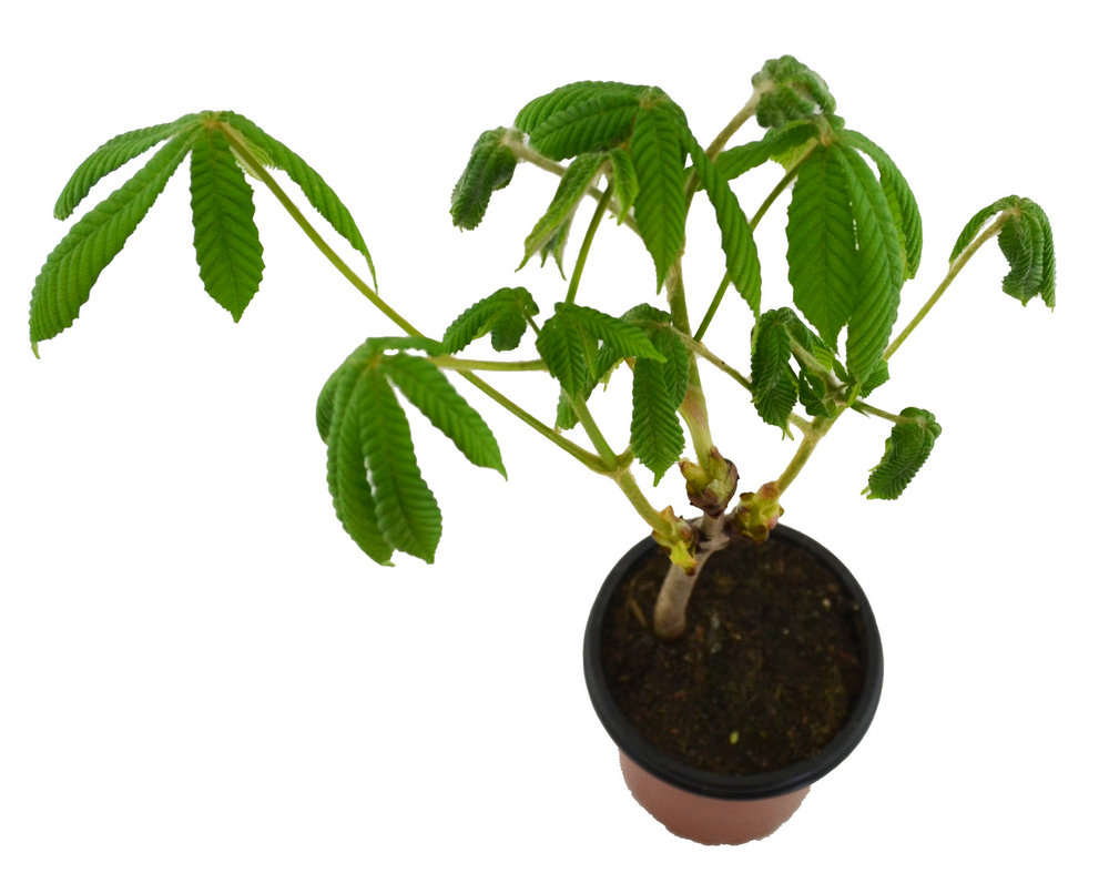 Castaño de Indias