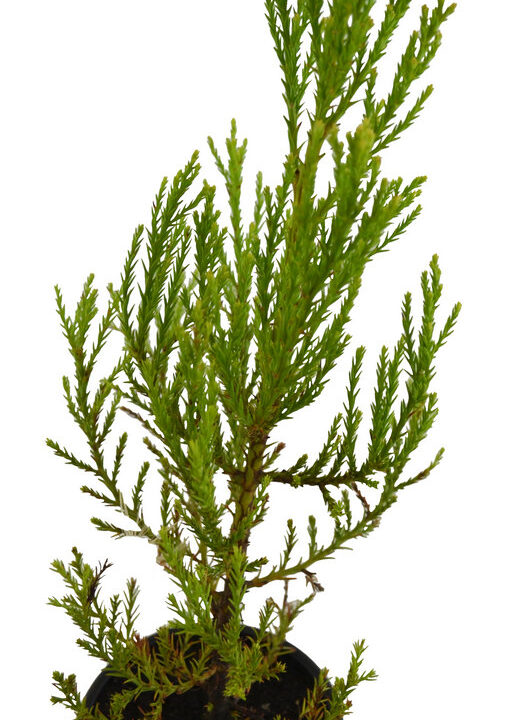 Sequoia grande