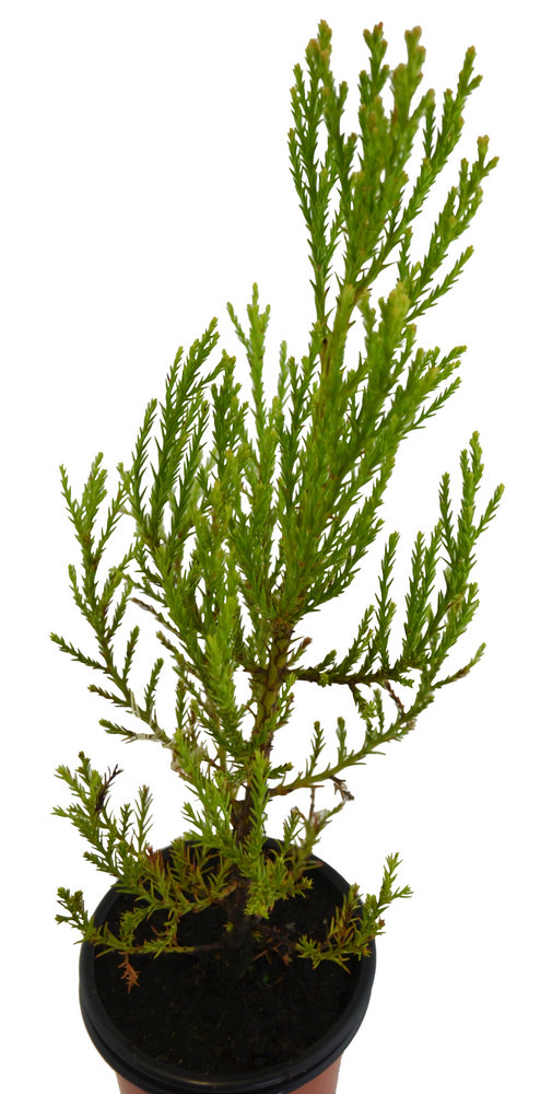 Sequoia grande