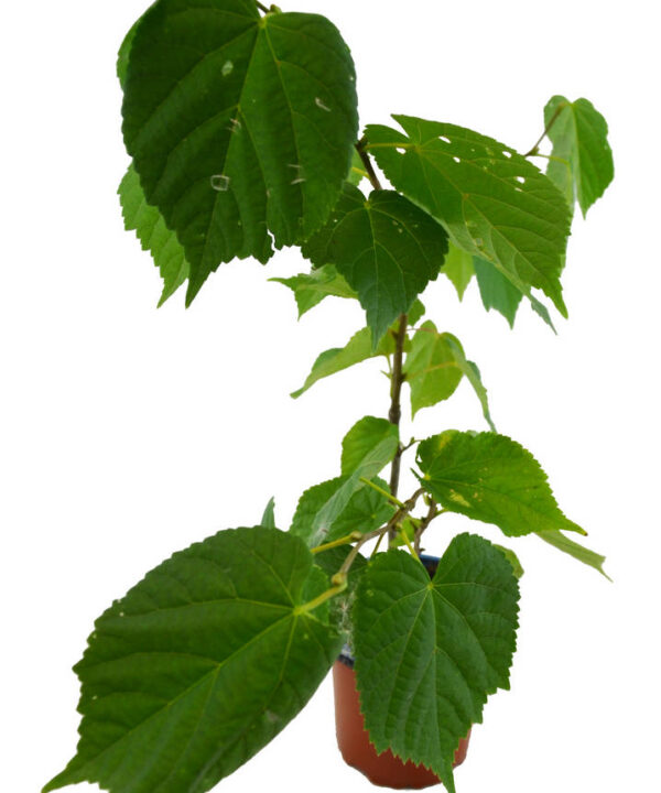 Tilo hoja grande