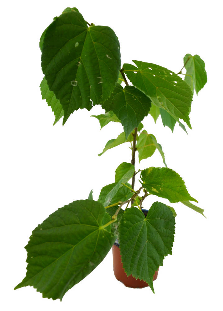 Tilo hoja grande