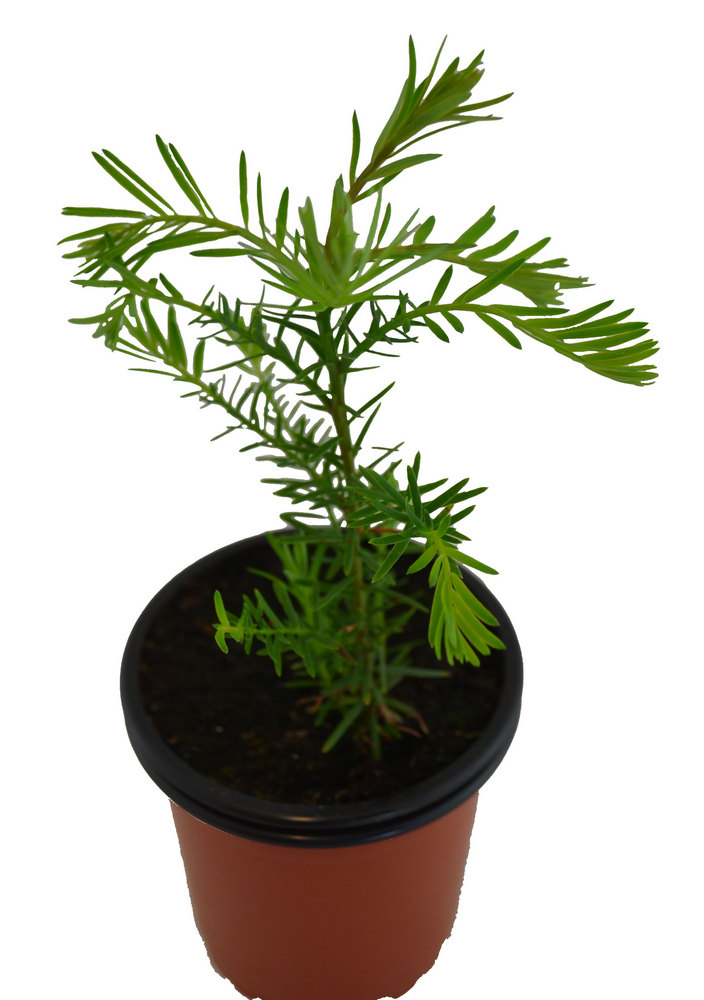 Sequoia roja