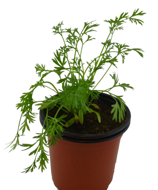 Cilantro limón