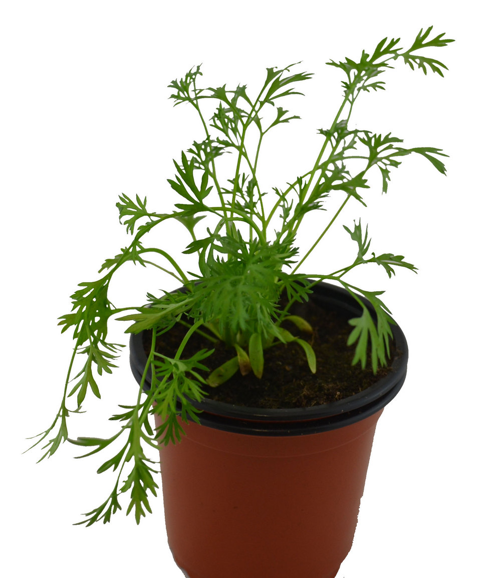 Cilantro limón