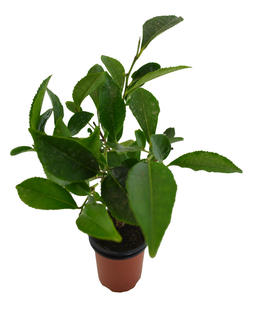 Té verde