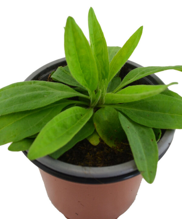 Árnica mejicana