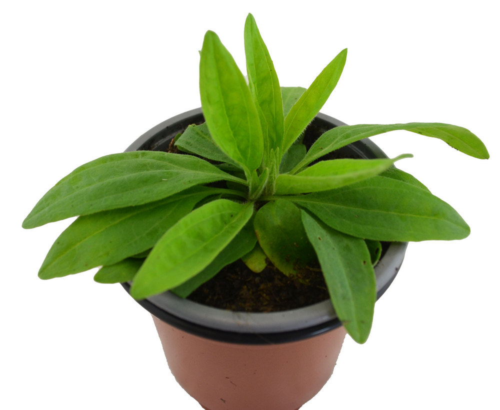 Árnica mejicana