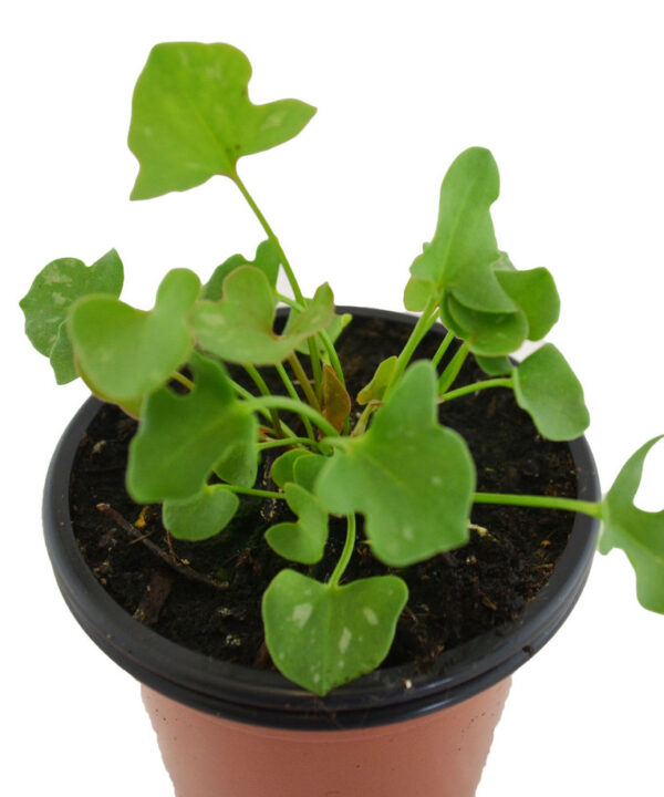 Acedera romana