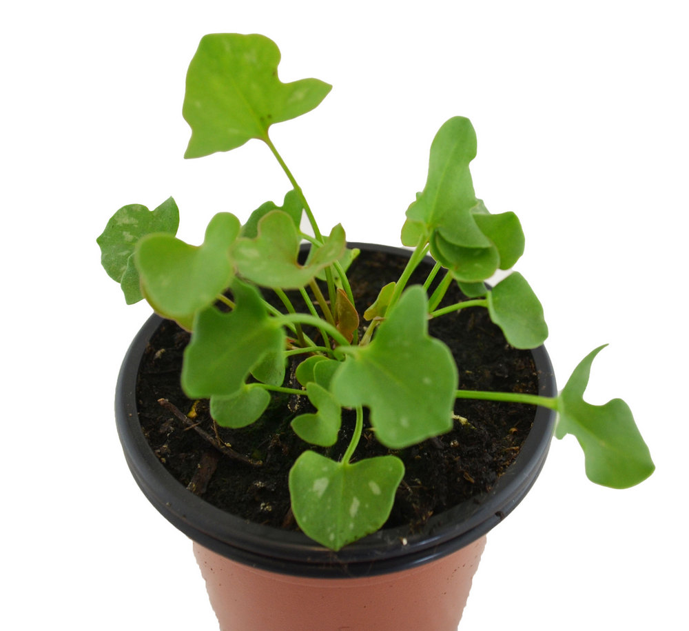 Acedera romana