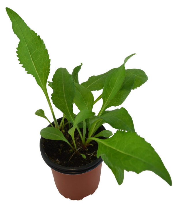 Inula "Helenio"
