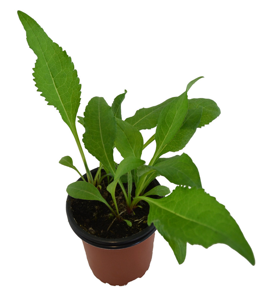 Inula "Helenio"