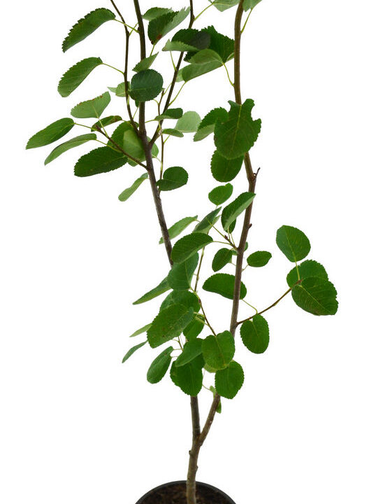 Guillomo