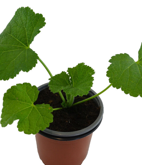 Malva real