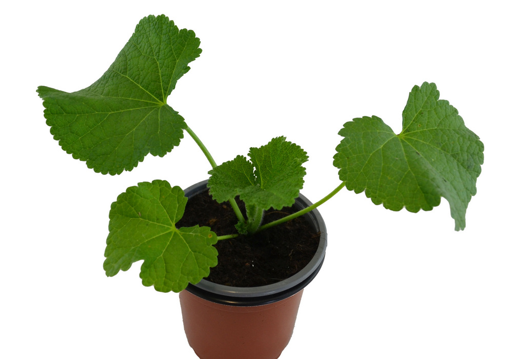 Malva real
