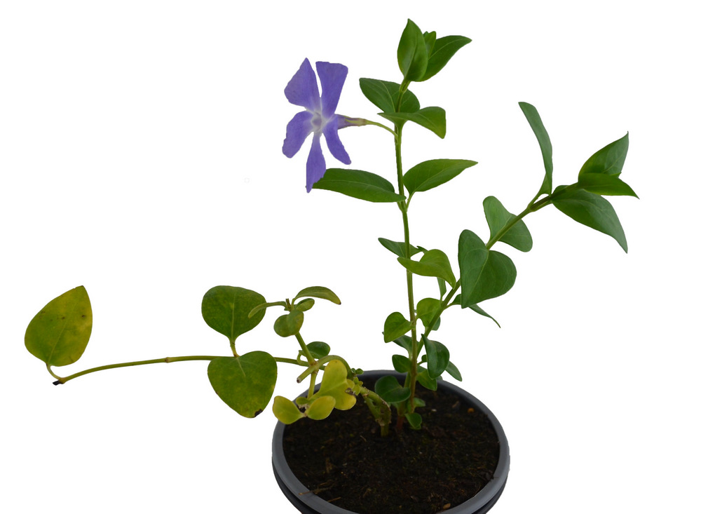 Vinca minor