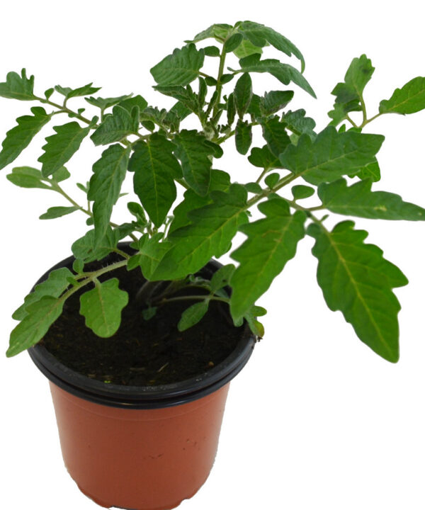 Tomate silvestre cherri de México