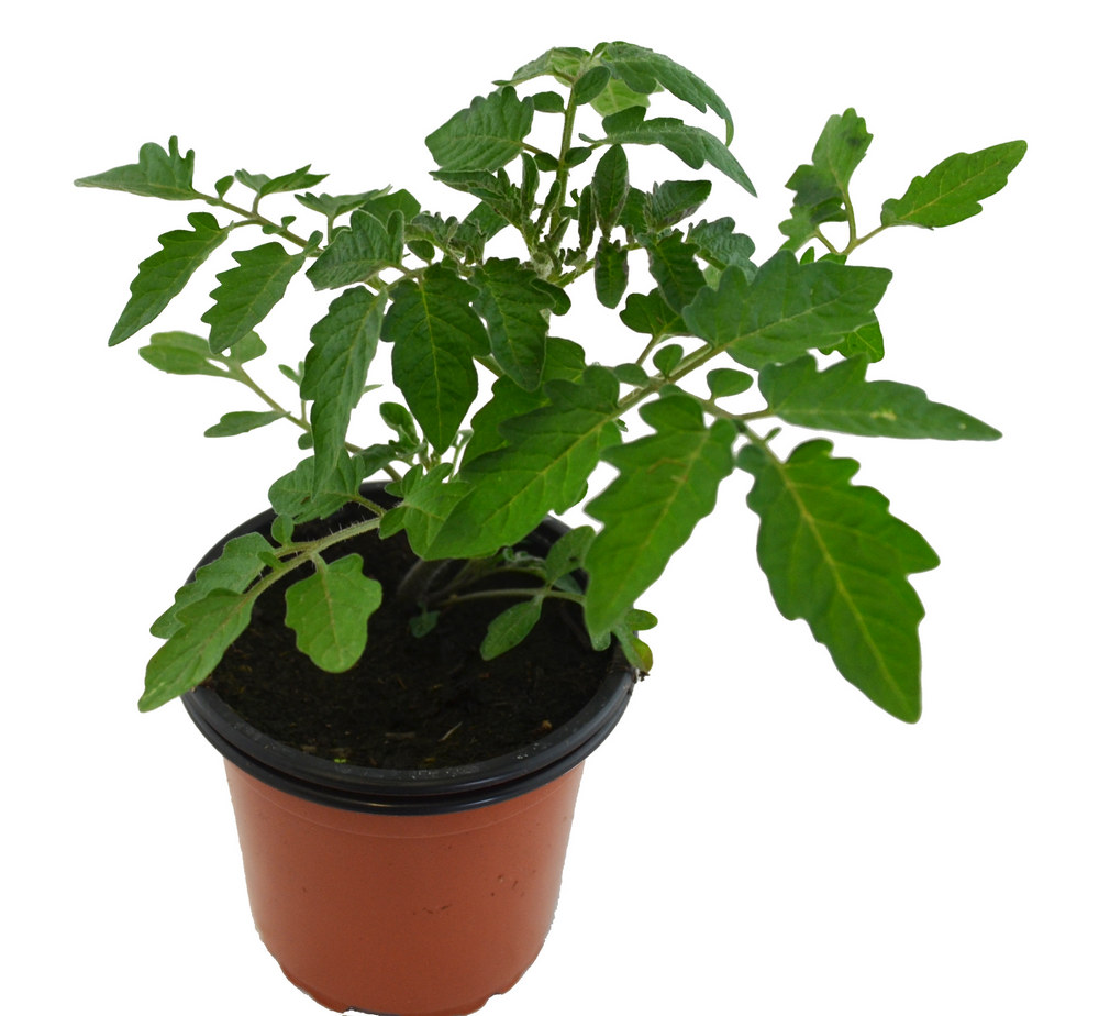Tomate silvestre cherri de México