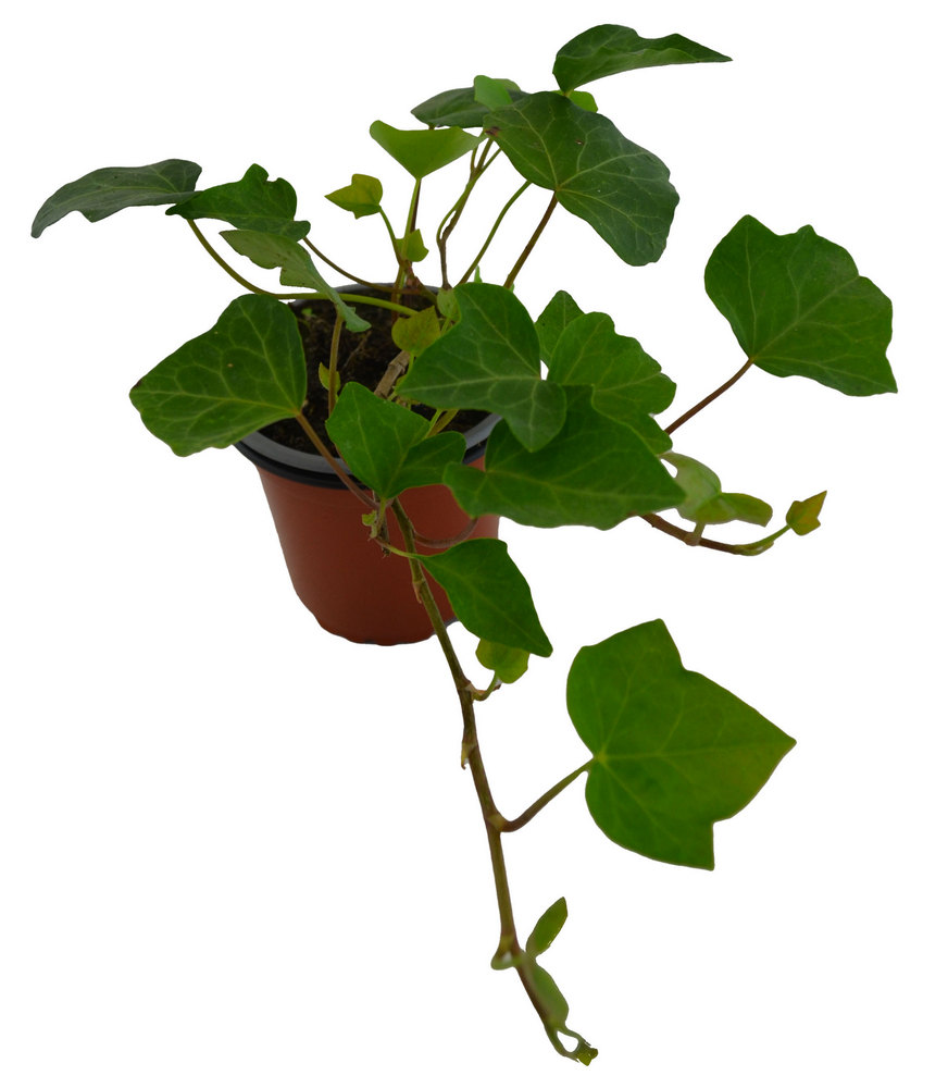 Hiedra verde silvestre exterior