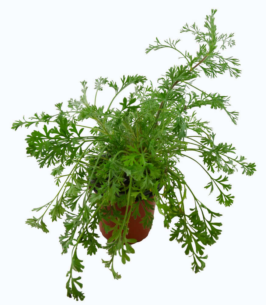 Artemisia vulgaris