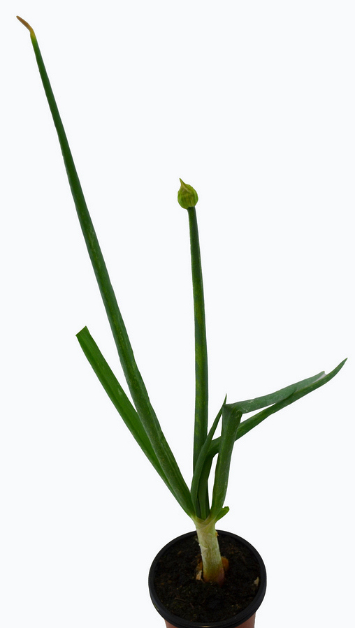 Cebolla egipcia PERENNE