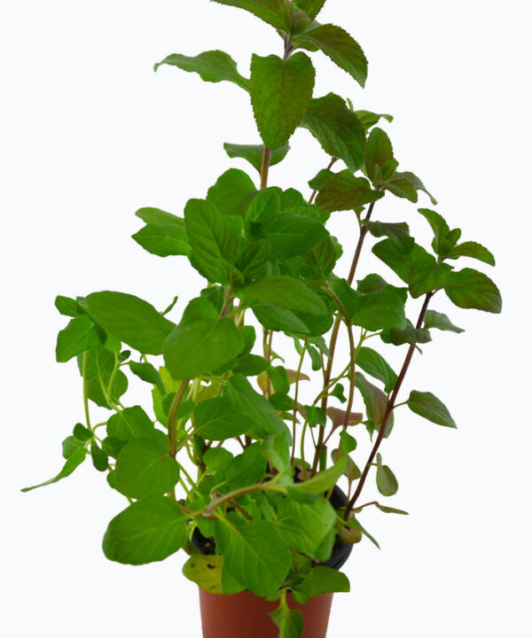 Menta acuática