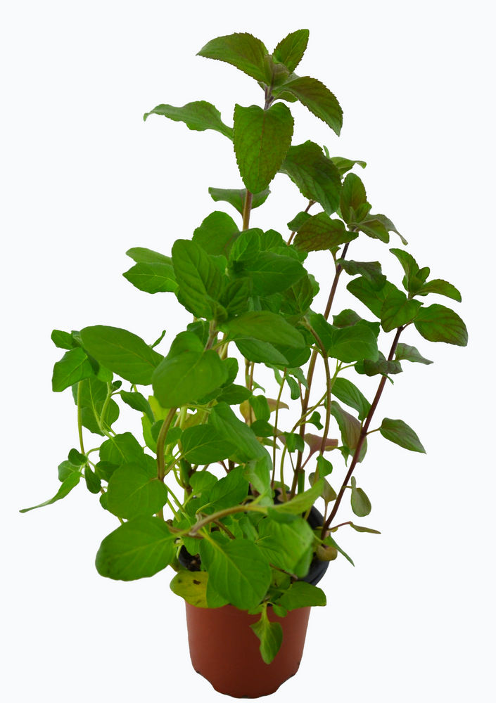 Menta acuática