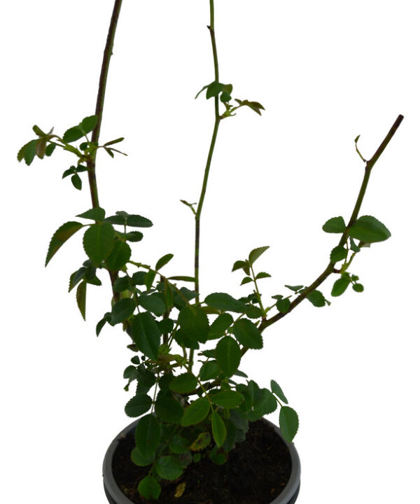 Rosa mosqueta común