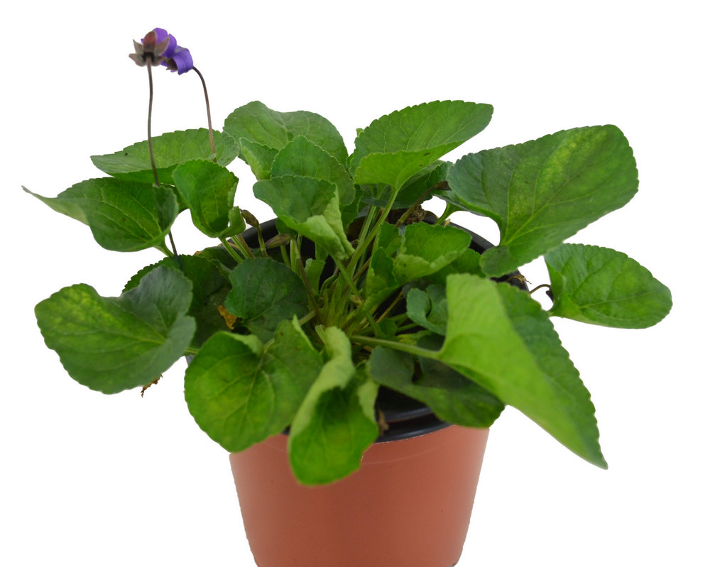 Violeta blanca