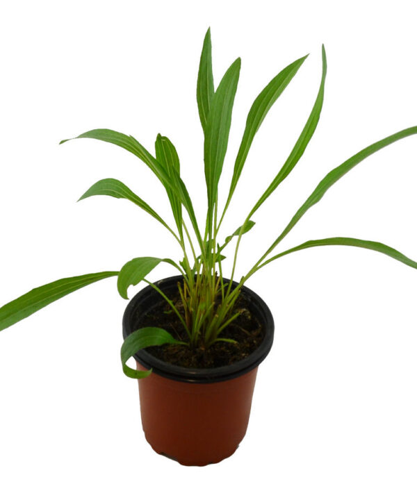 Equinácea pallida
