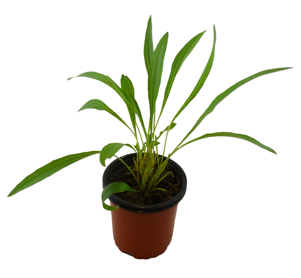 Equinácea pallida