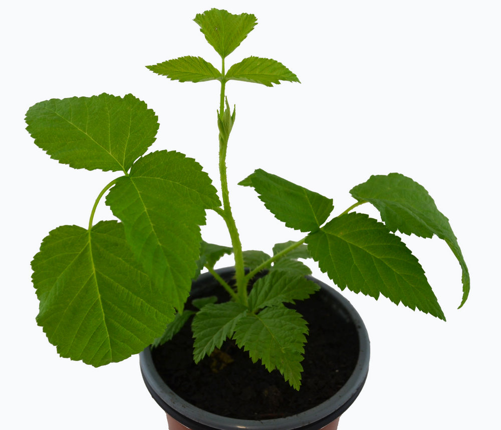 Frambuesa amarilla