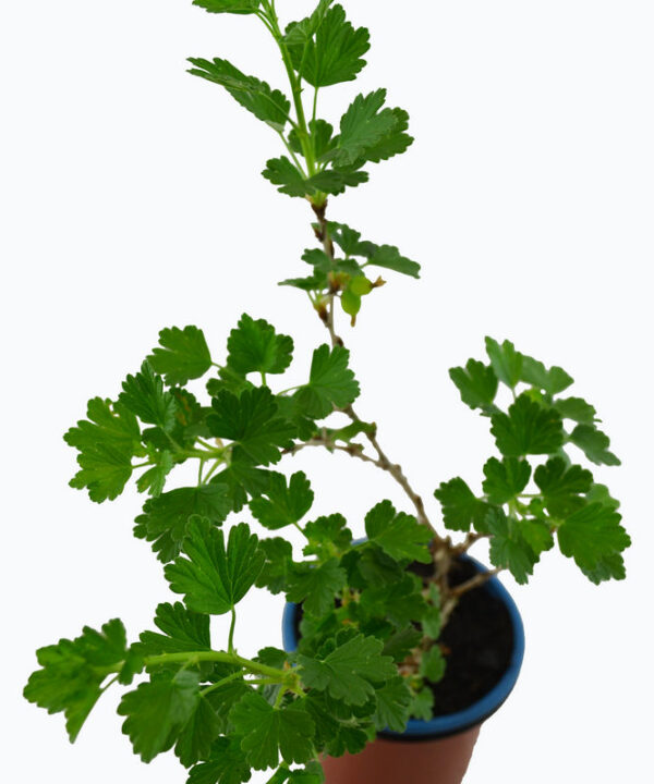 Grosella uva espina blanca
