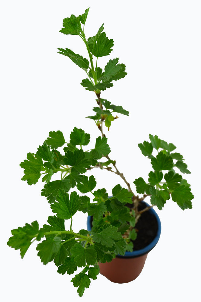 Grosella uva espina blanca