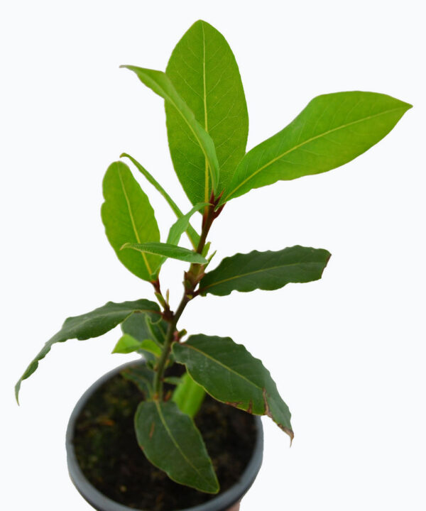 Laurel