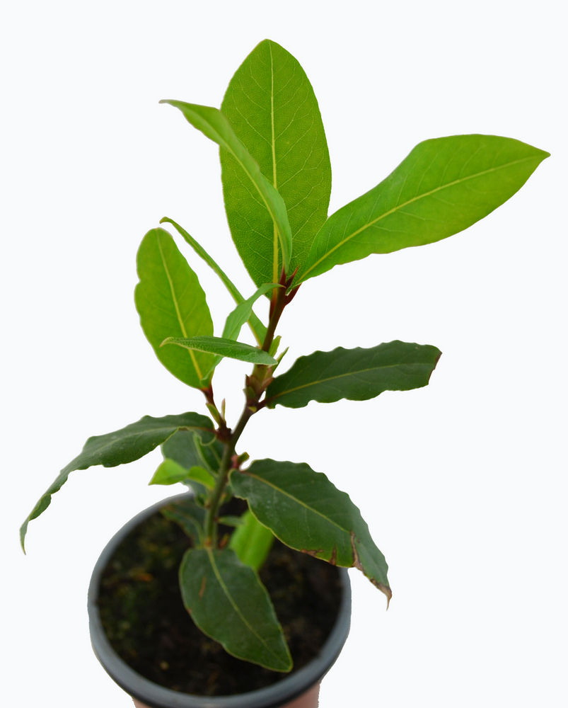 Laurel