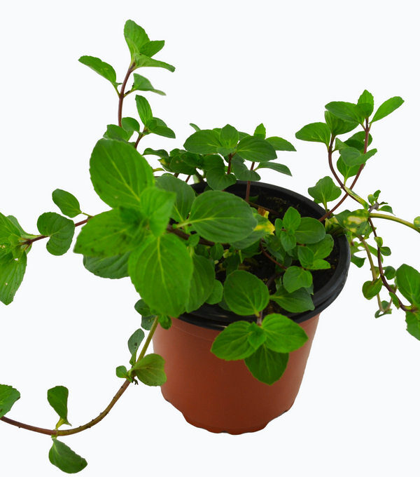 Menta olor jengibre