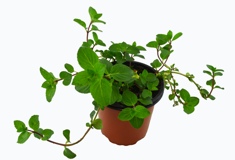 Menta olor jengibre