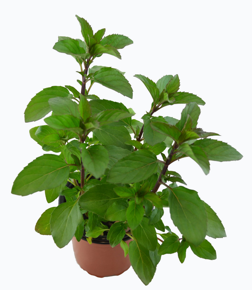 Menta olor limón
