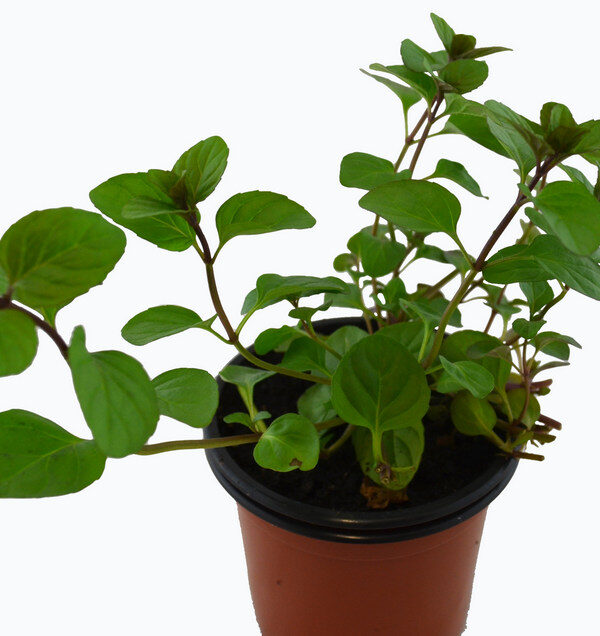 Menta olor naranja