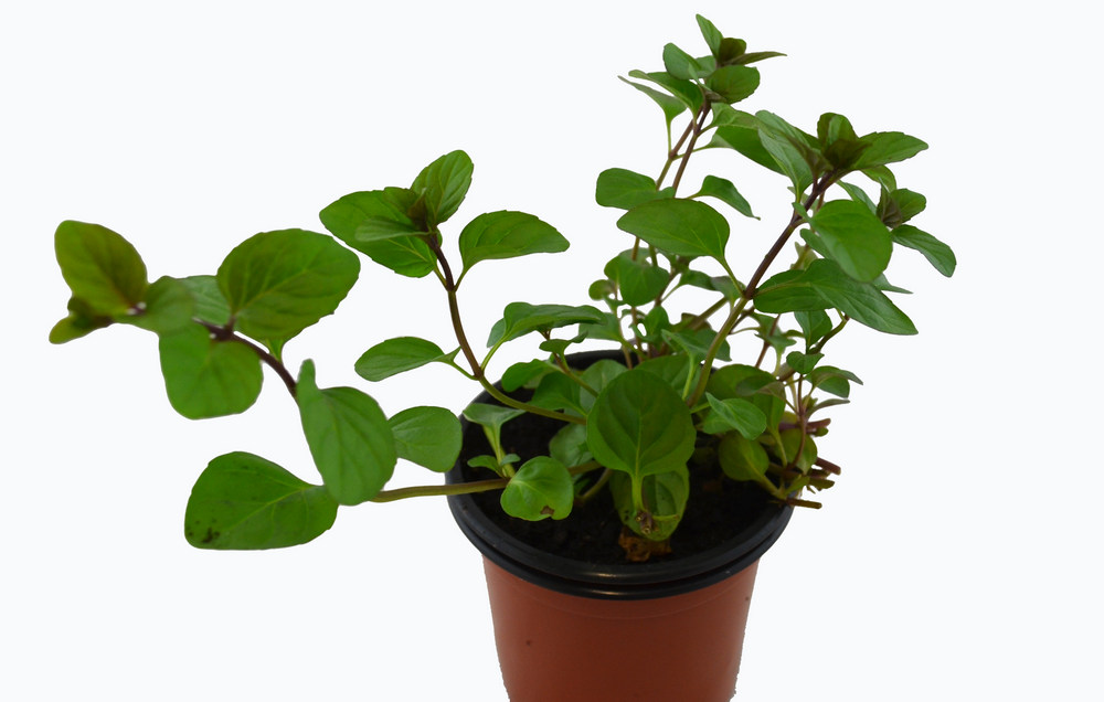 Menta olor naranja