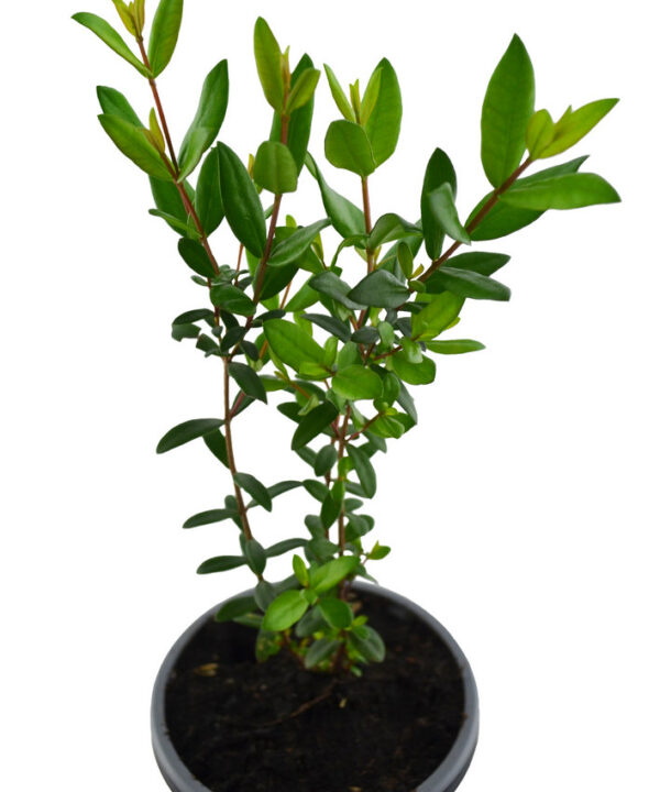 Mirto